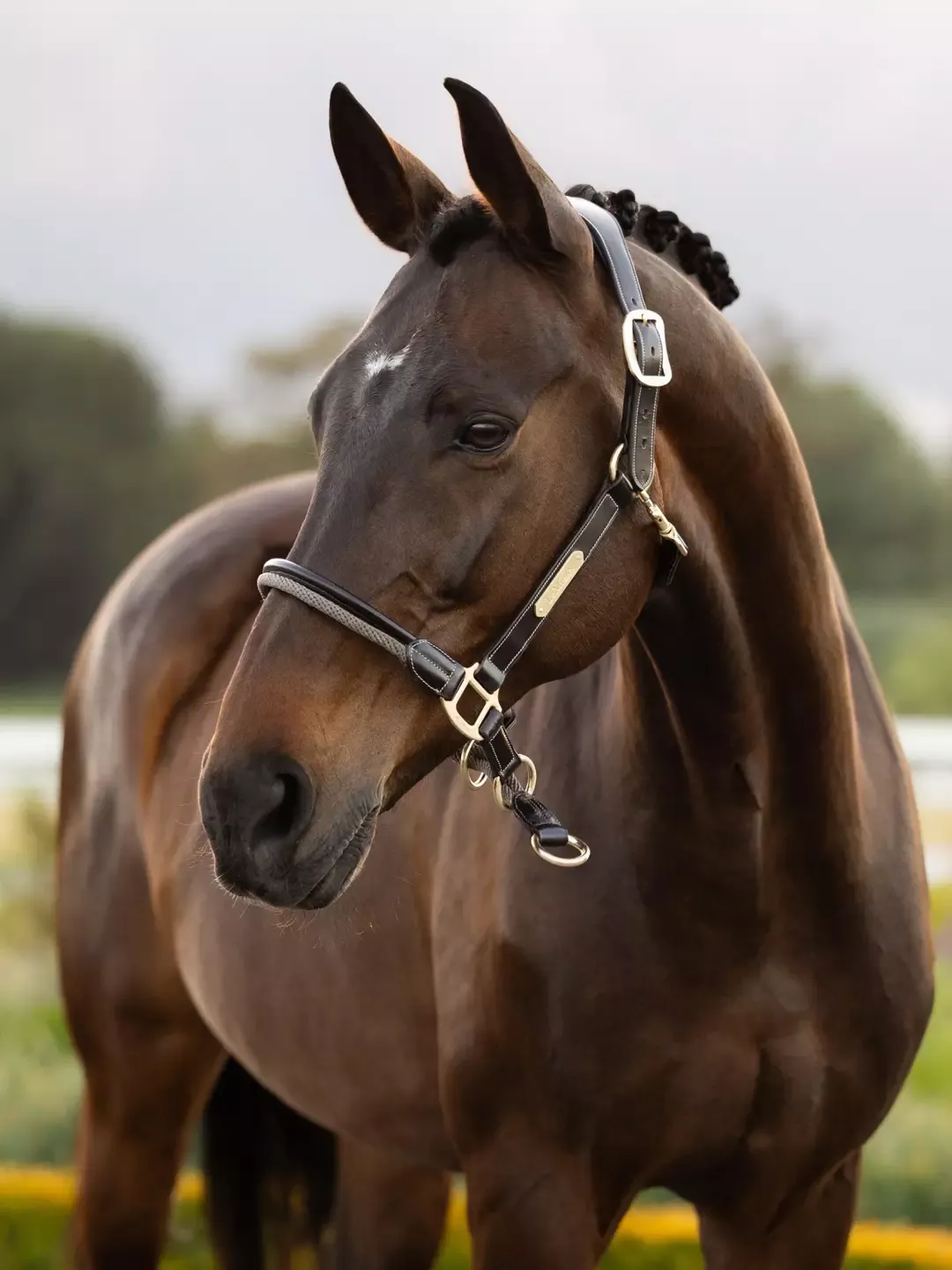 LeMieux Rope Control Halter