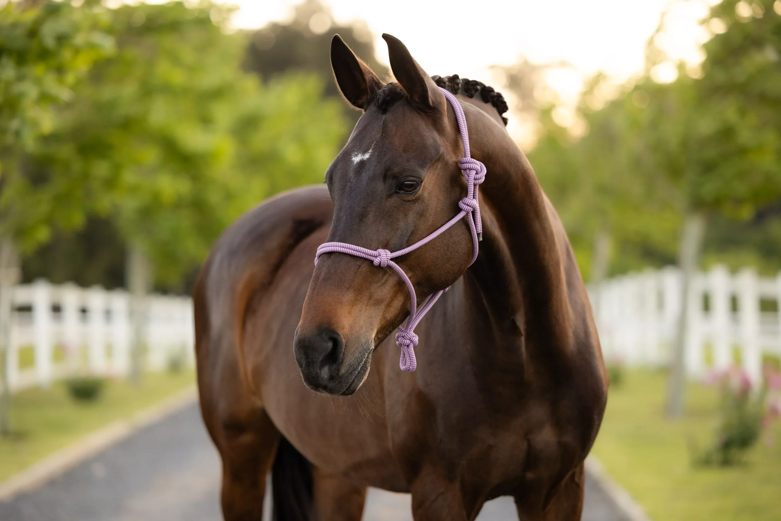 LeMieux Rope Halter Fondant