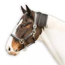 Loveson Leather Halter
