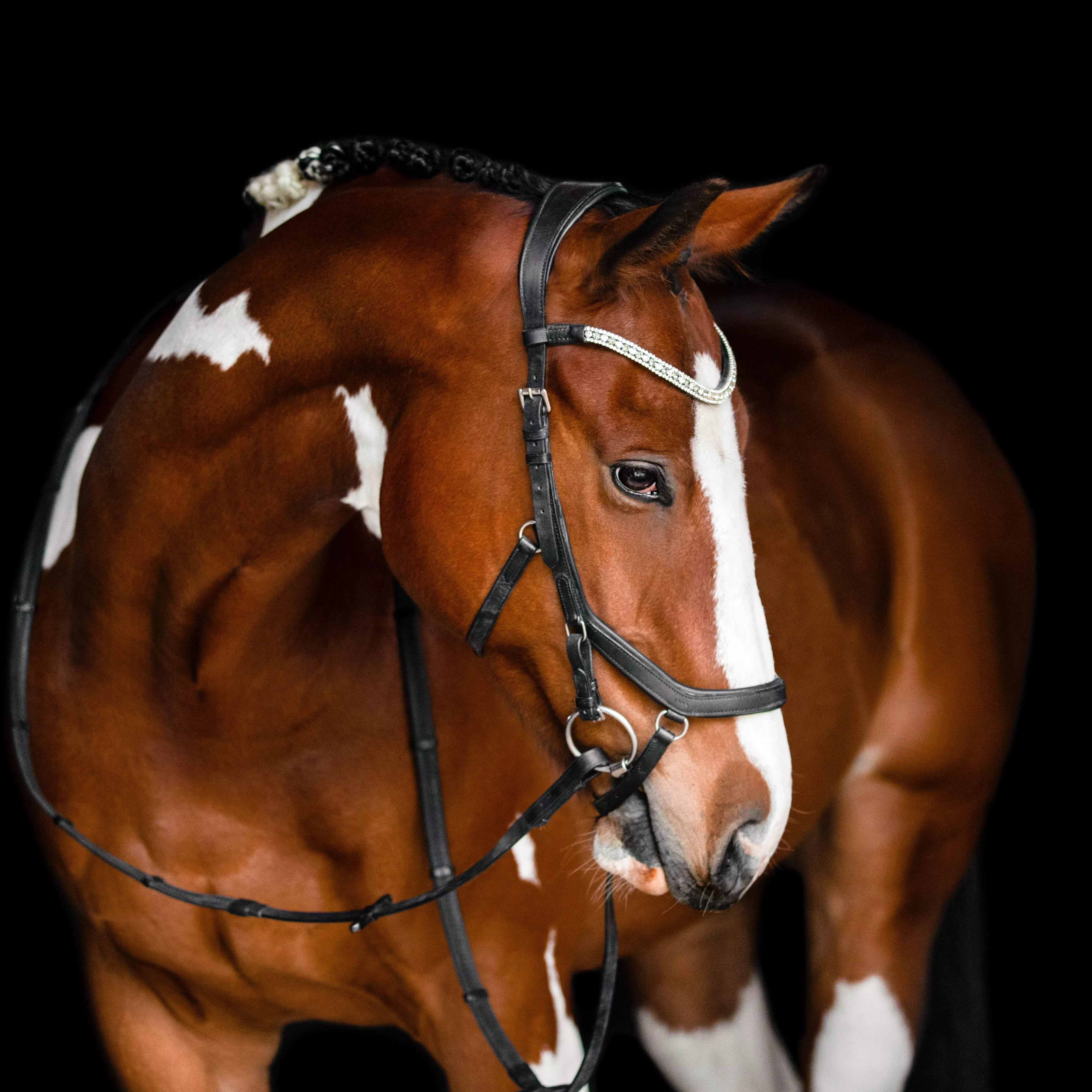 Lumiere Azure Anatomic Bridle