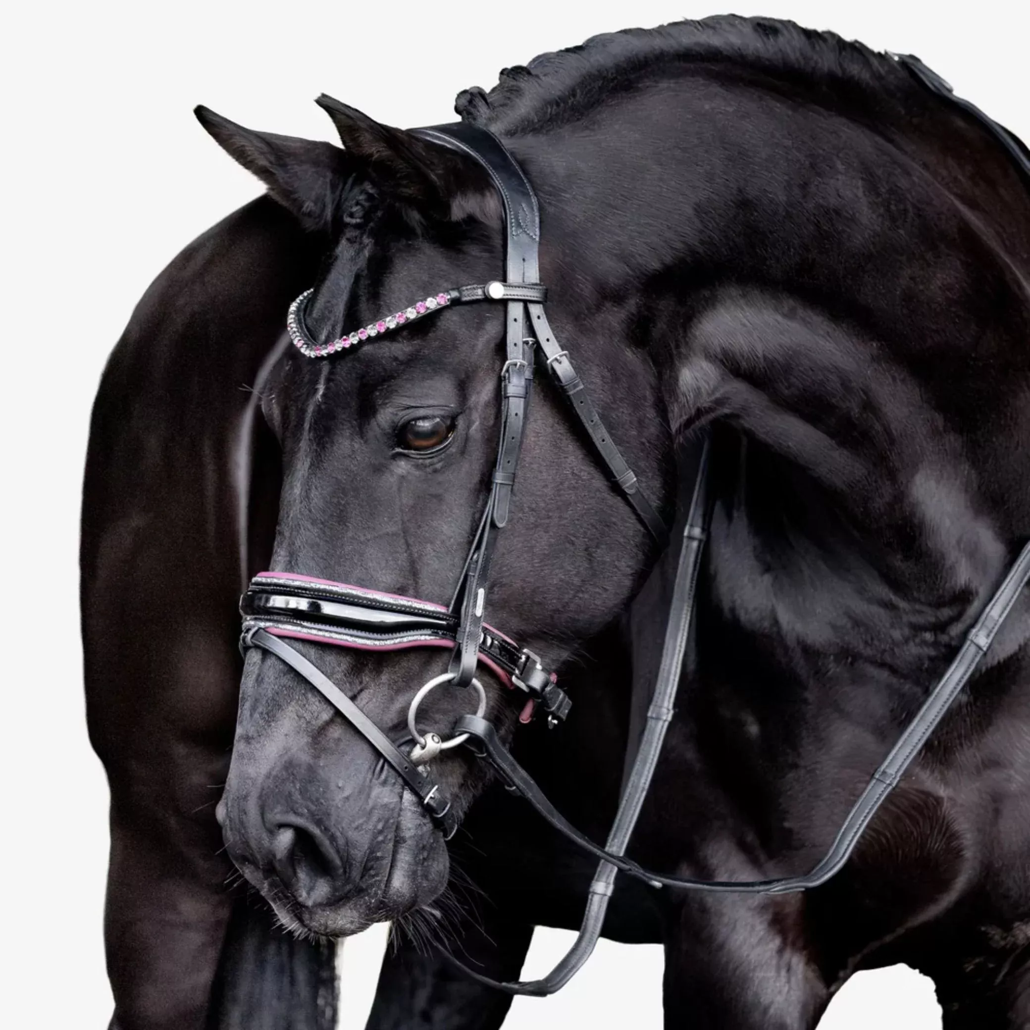 Lumiere Paloma Hanoverian Bridle