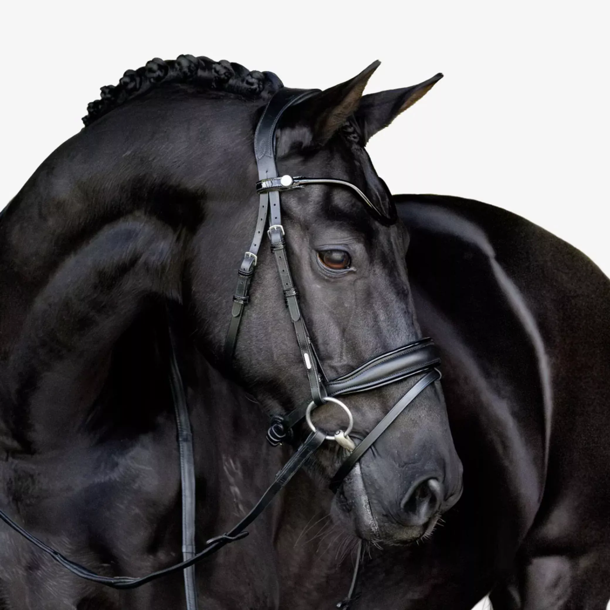 Lumiere Penny Hanoverian Bridle