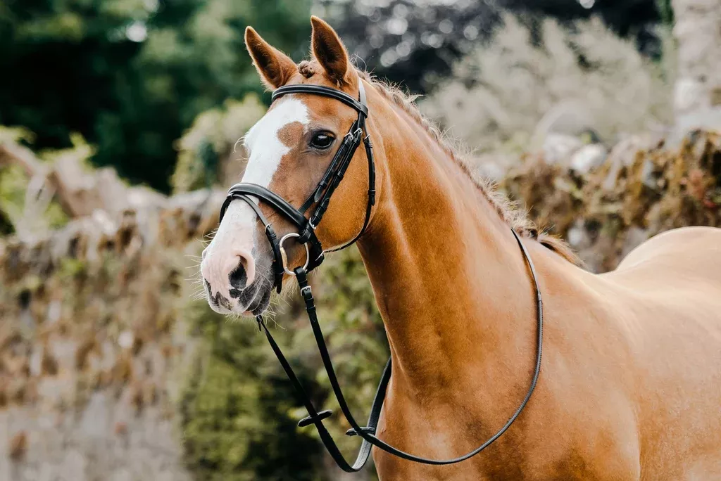 Mackey Classic Flash Bridle