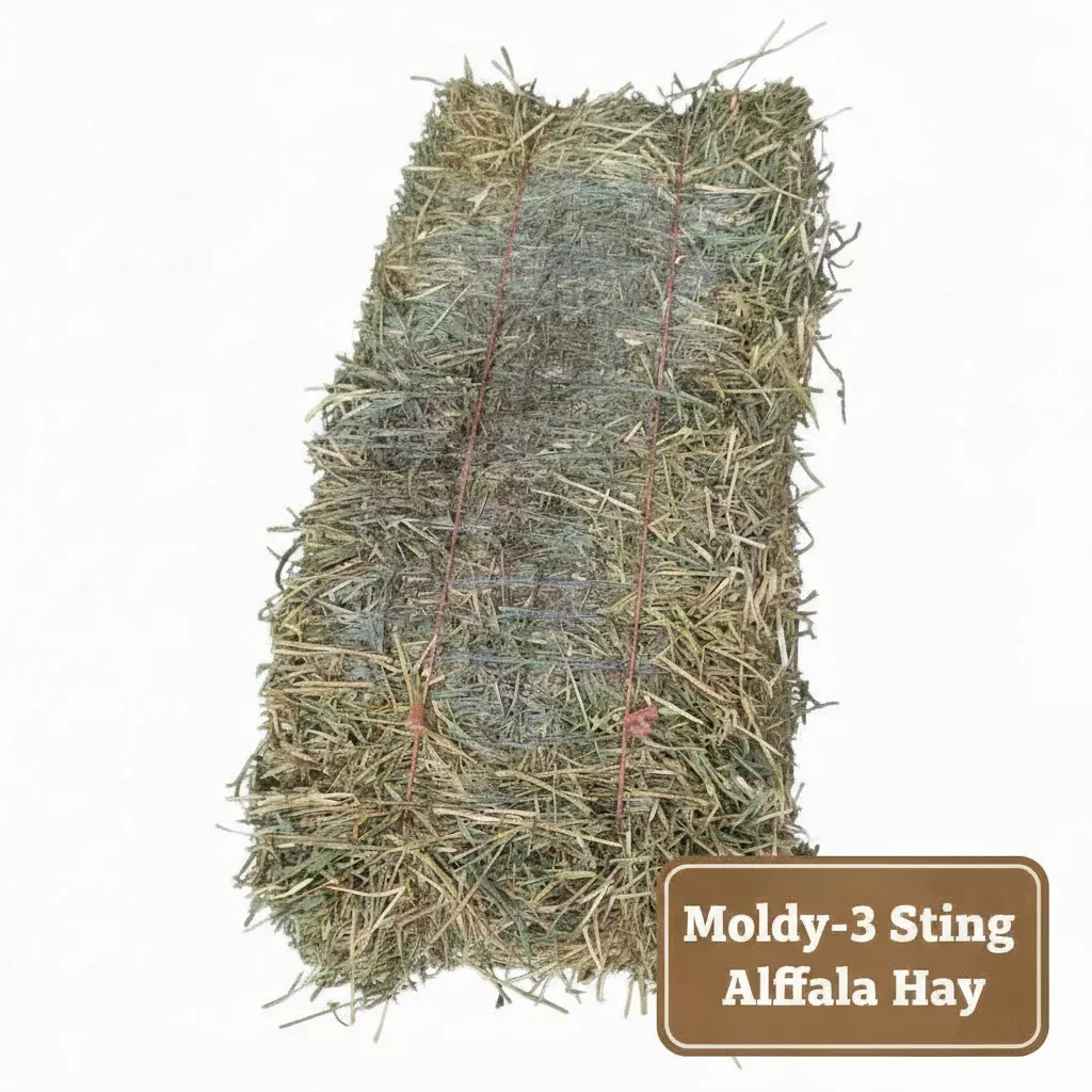 Moldy 2-String Orchard