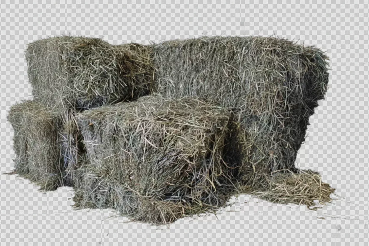 Moldy 3-String Orchard Hay