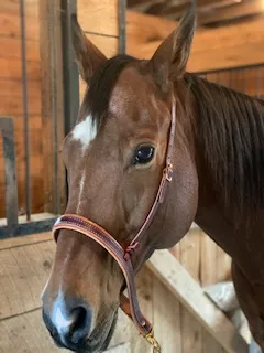Noseband