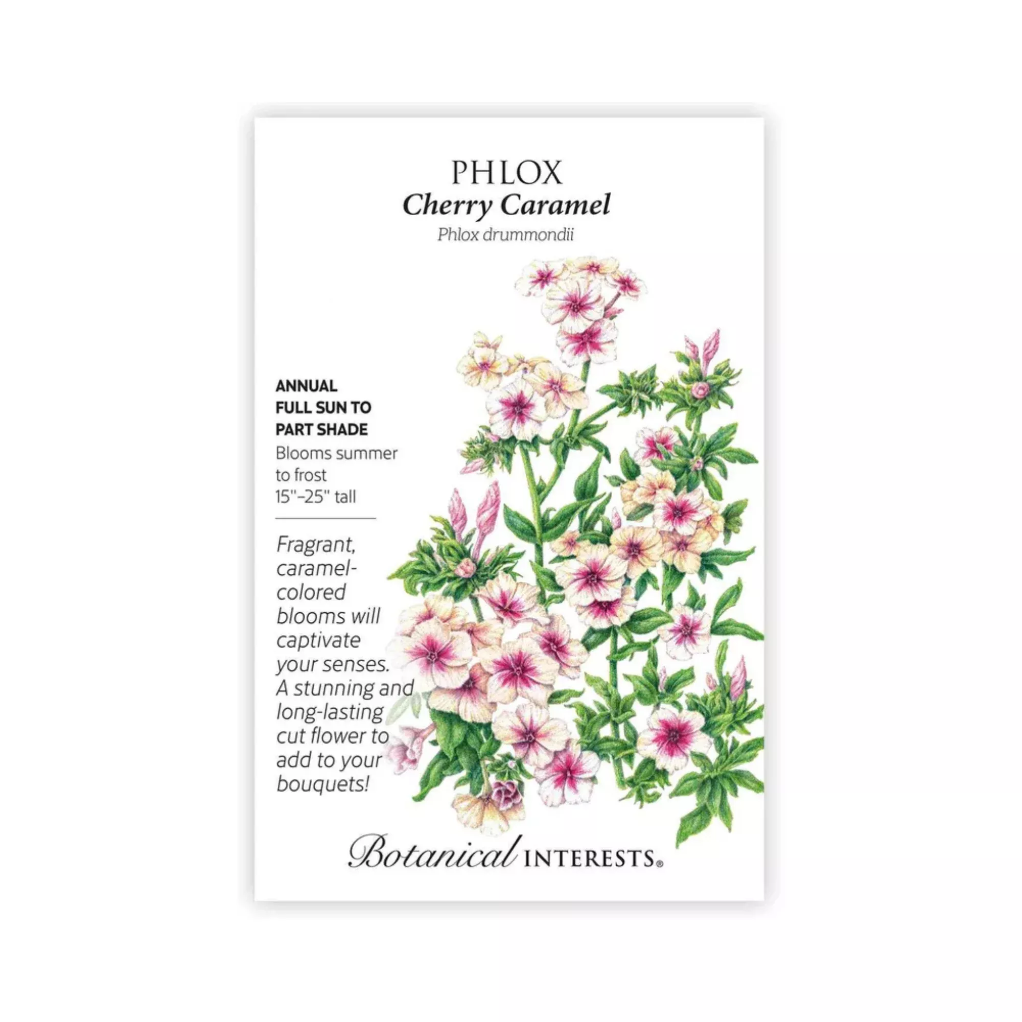 Phlox Cherry Caramel