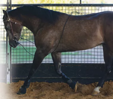 Professional's Choice - Lunging Buddy