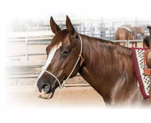 Professional’s Choice Rope / Training Lariat Halter