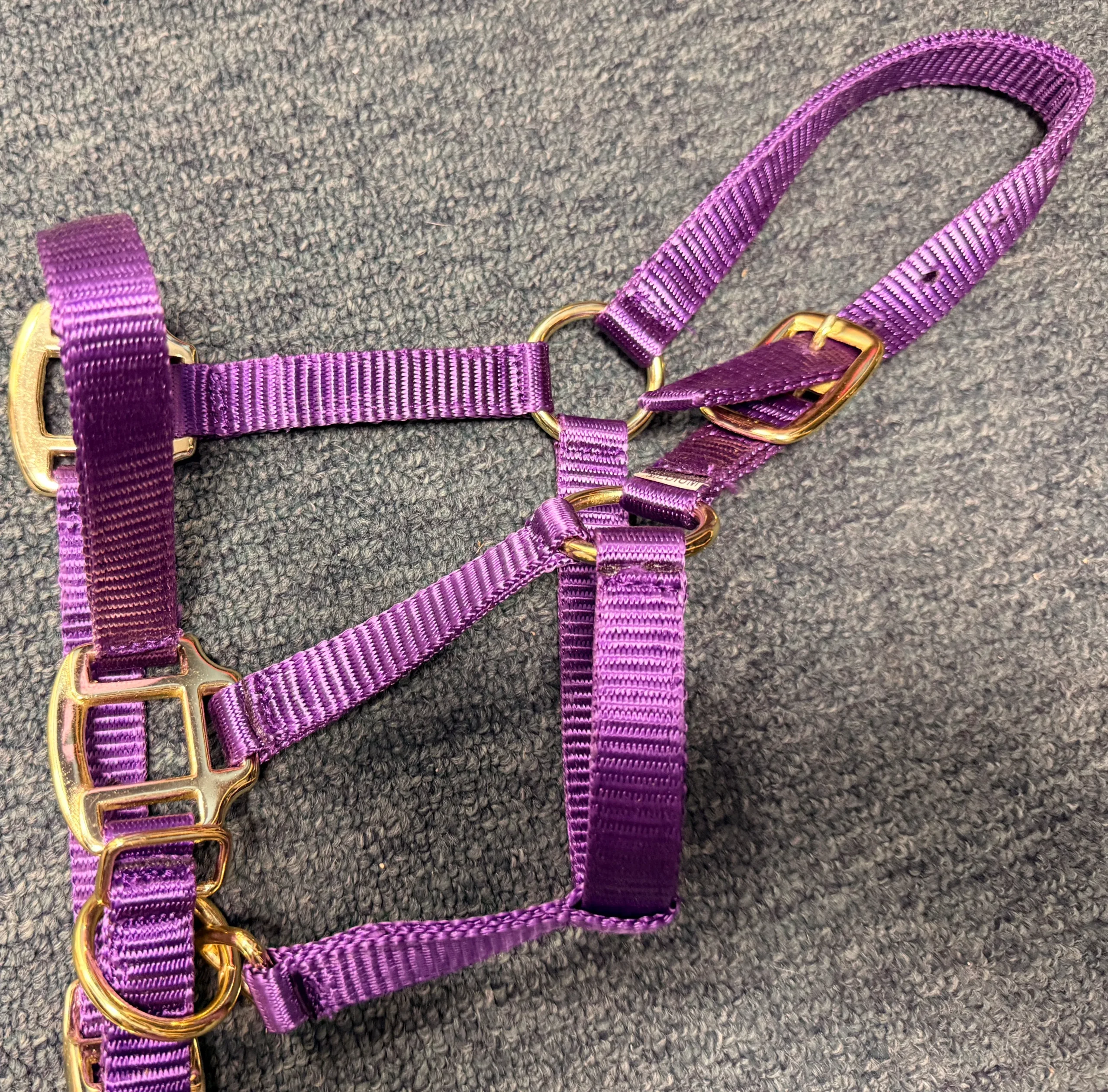 Purple Med - Mini Nylon Halter