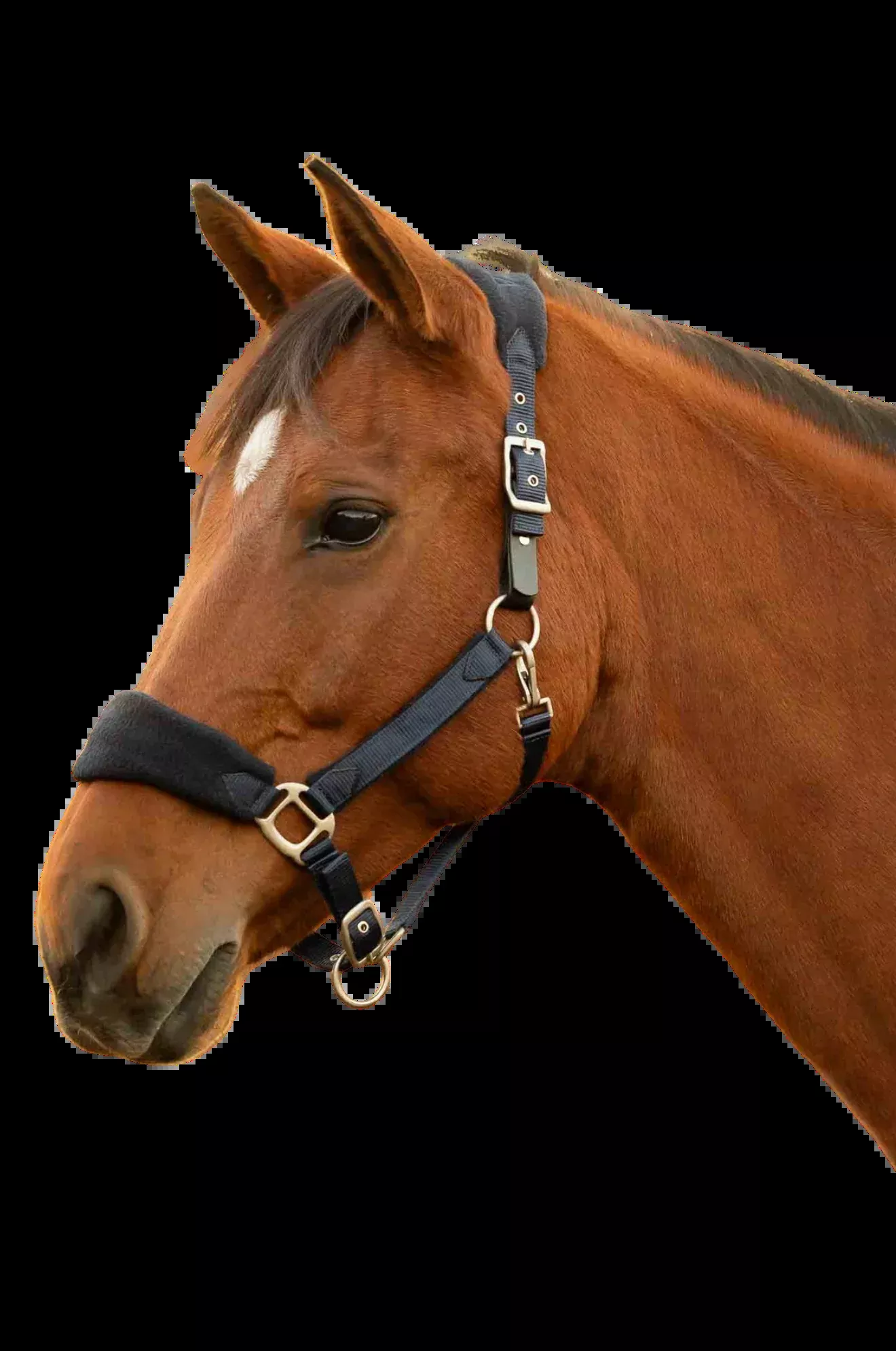 Saga Fleece Padded Breakaway Halter