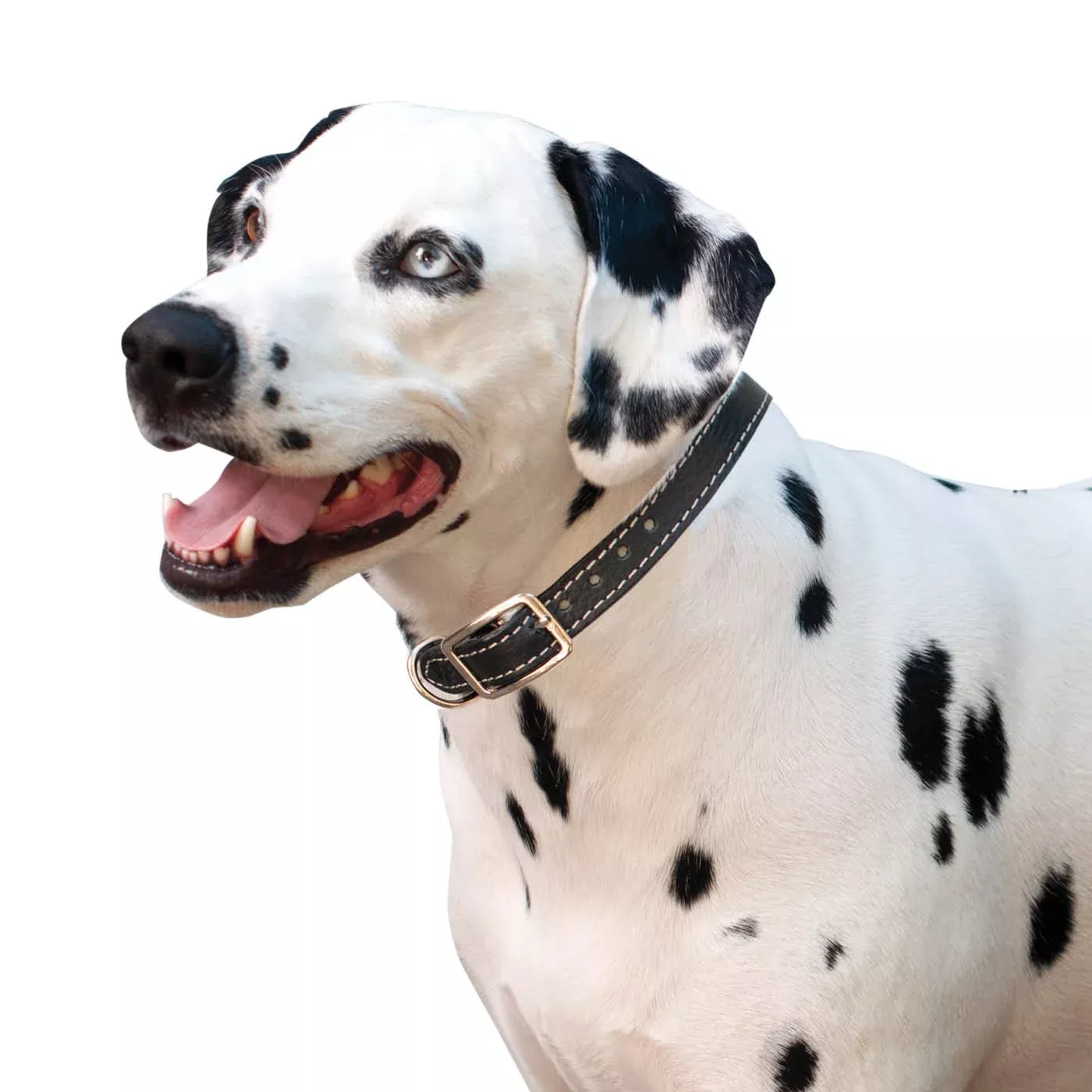 Shedrow K9 Richmond II Top Stitch Leather Collar