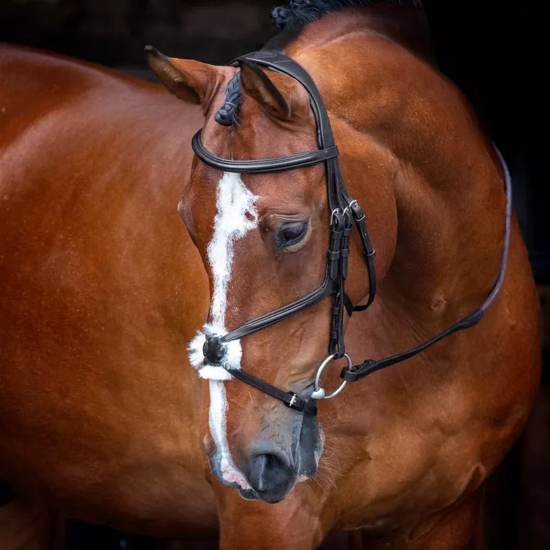 Shires Velociti Rapida Figure 8 Bridle – Black