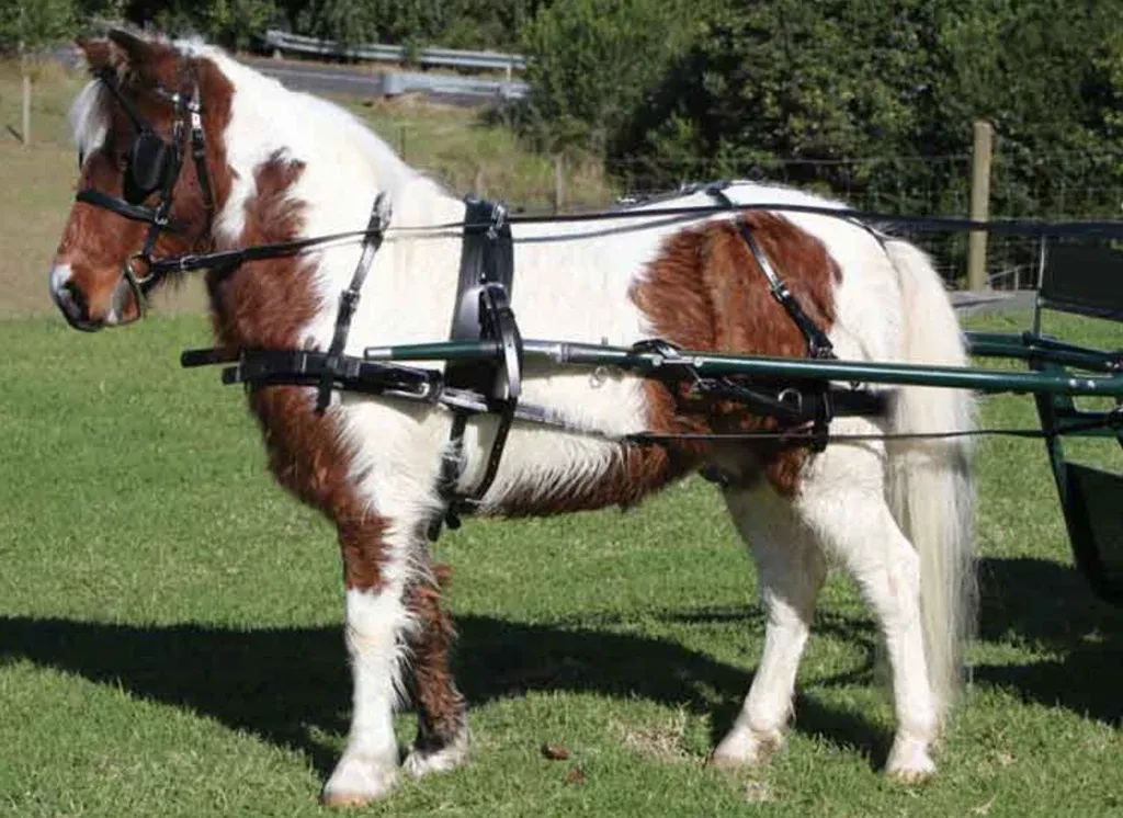SL Mini Harness