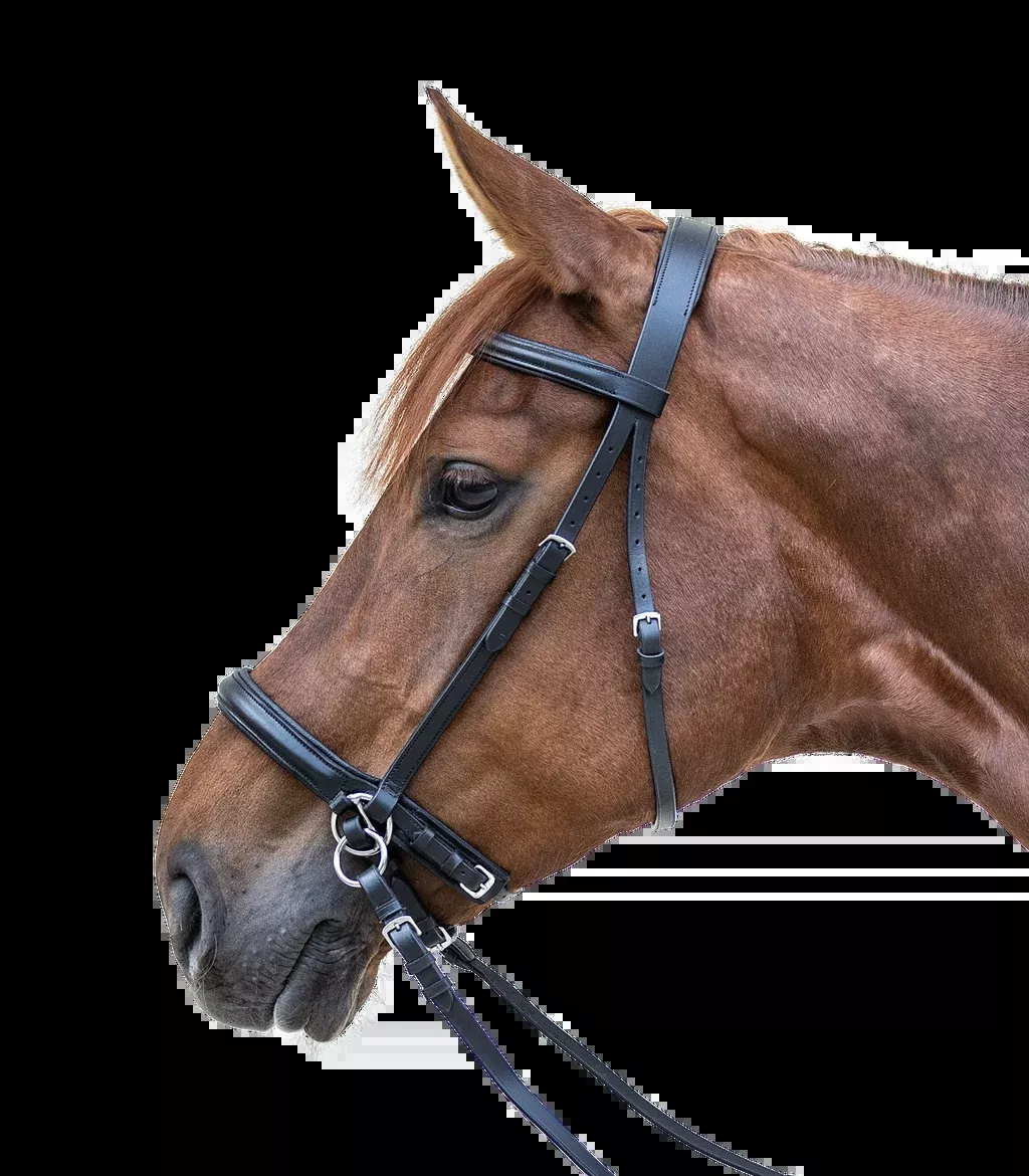 Star Bitless Bridle