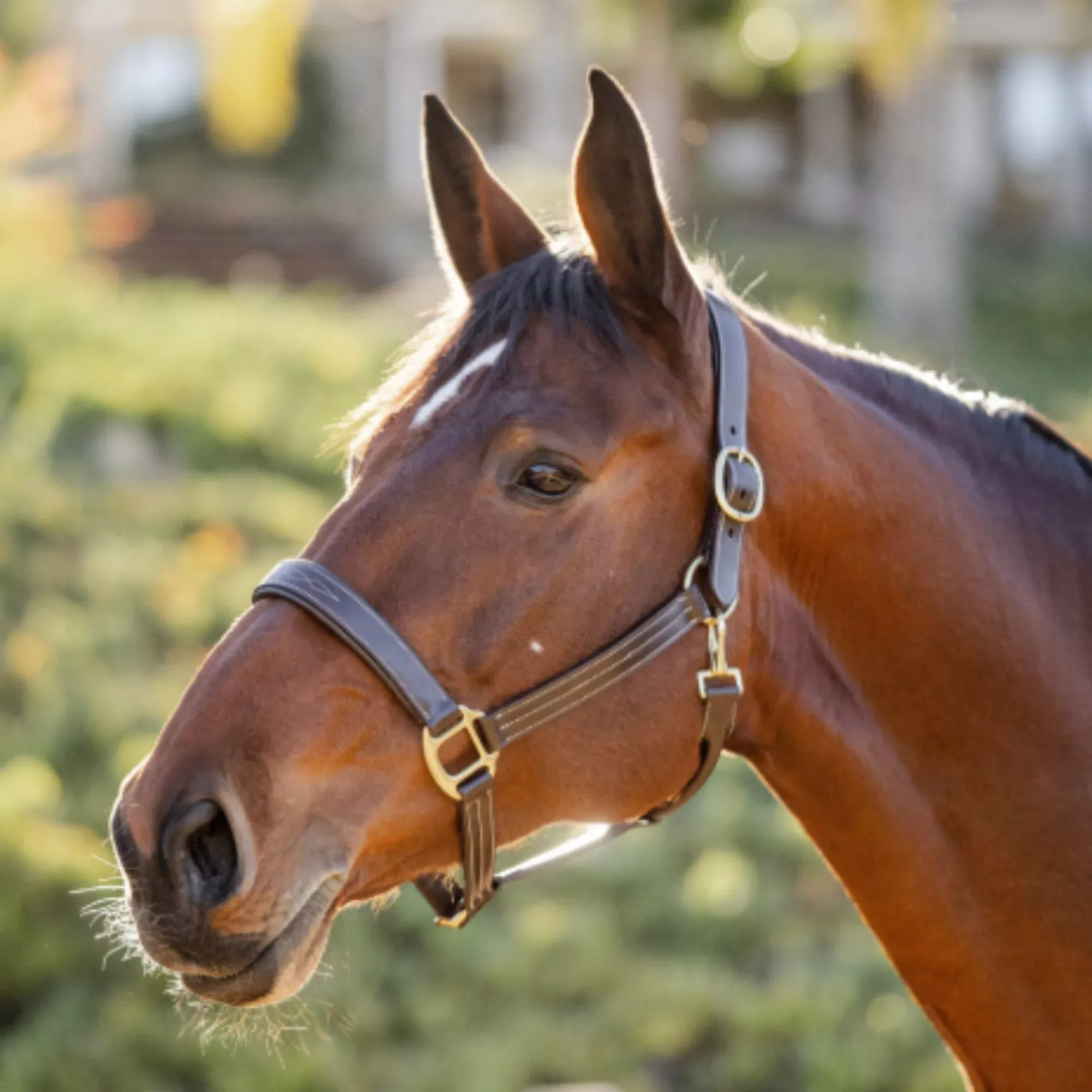 Stewart Padded Halter