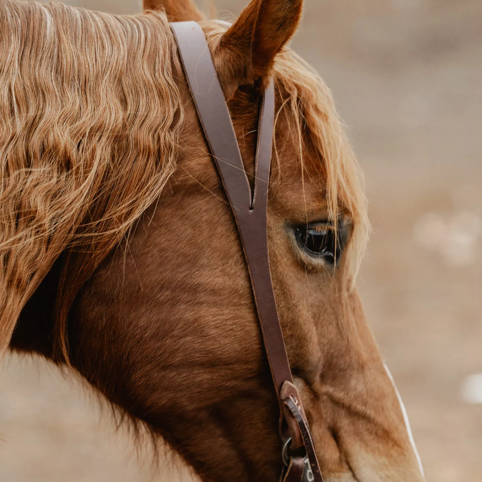 STS Ranch Signature Tack Harness Leather Split Ear Headstall, 3/4"