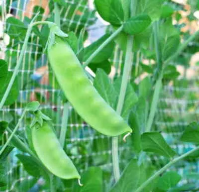 Sugar Snap Pea Seed Packet, 3oz