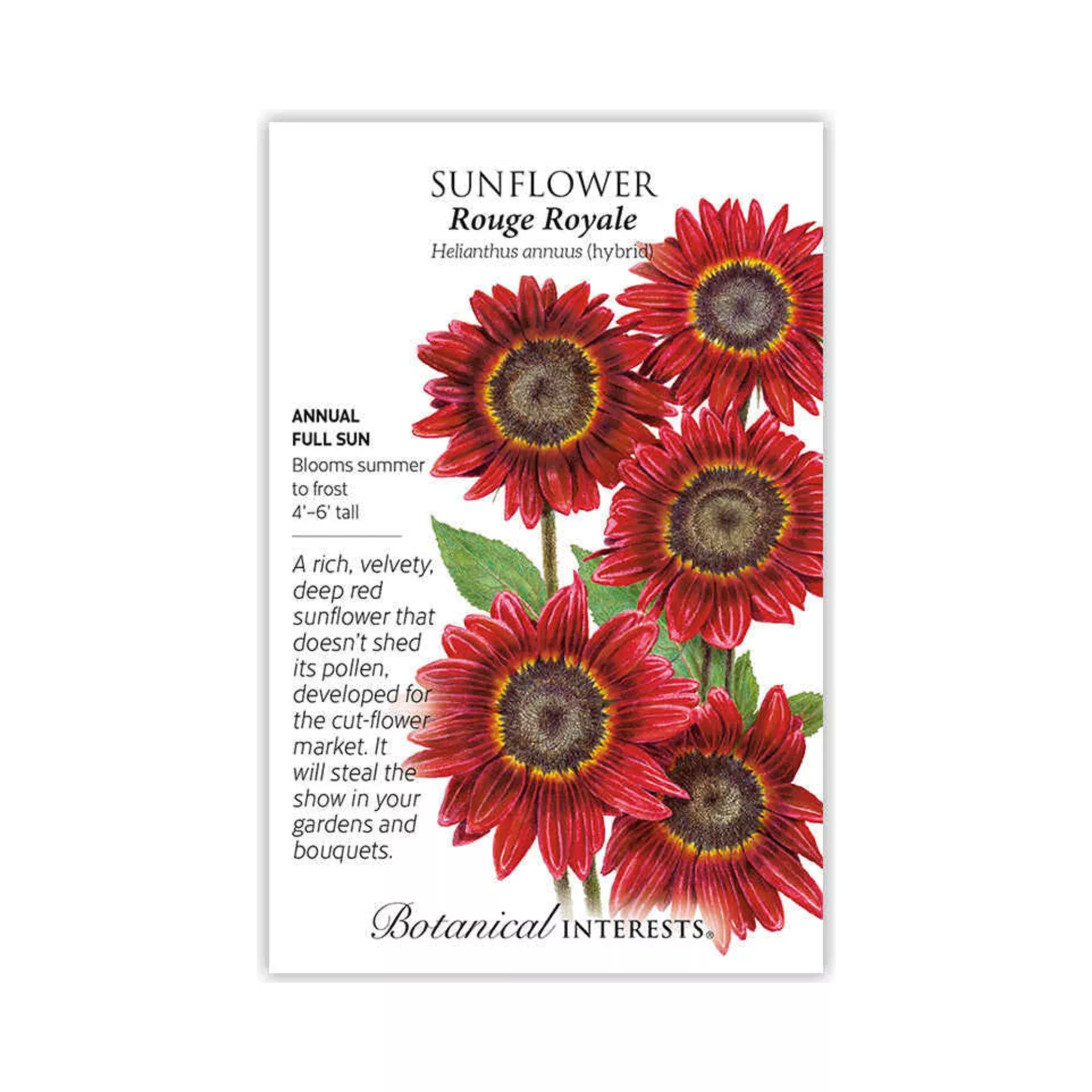 Sunflower Rouge Royale