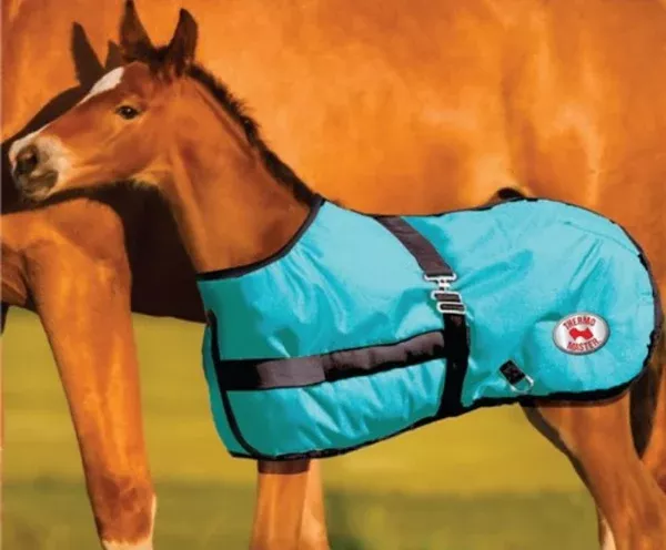 Thermo Master 600D Growing Foal Rug - Teal /Black
