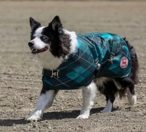 Thermo Master Supreme Dog Coat - Emerald Diamond