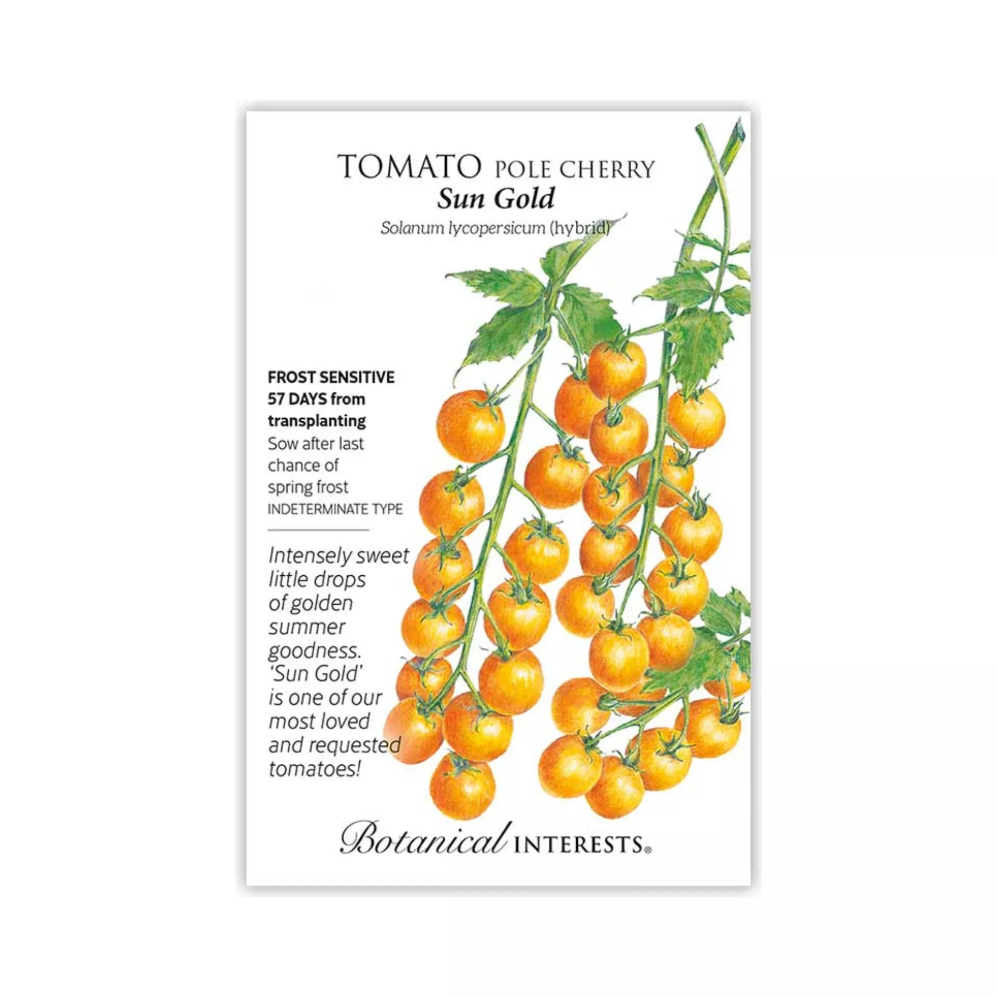 Tomato Cherry Sun Gold hybrid