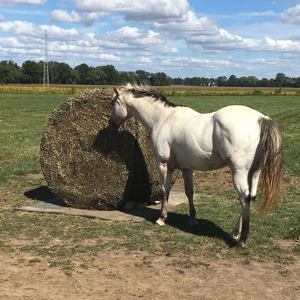 Tough1 6 x 6 Round Bale Hay Net – 2 1/2″
