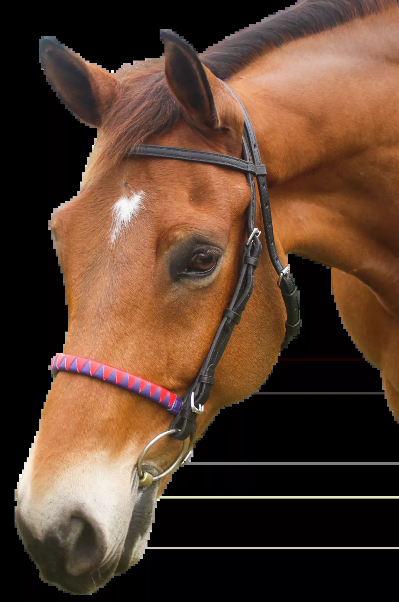 TS Custom Sharkstooth Noseband