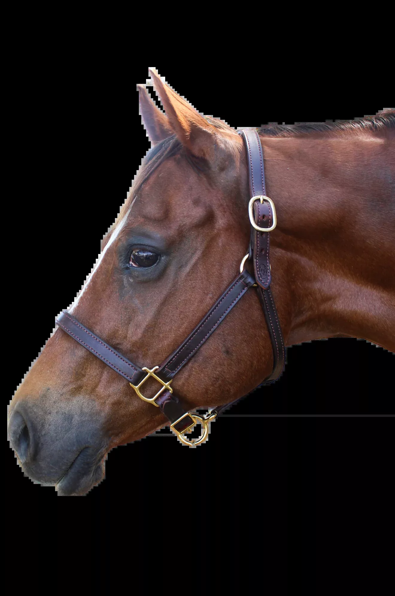 TS Leather Turn Out Halter Adjustable Chin