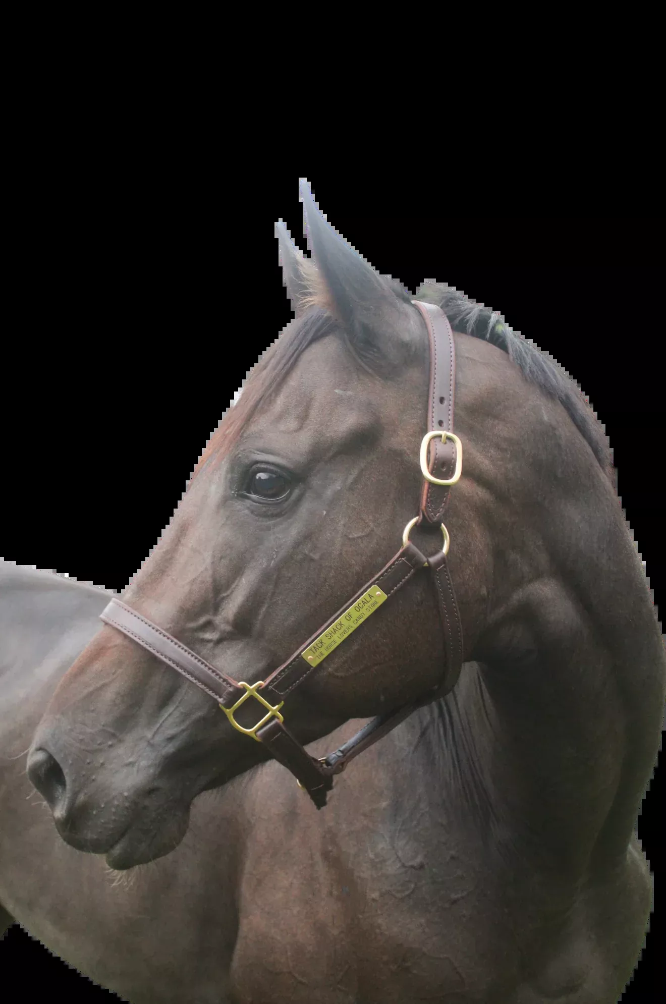 TS Leather Turn Out Halter