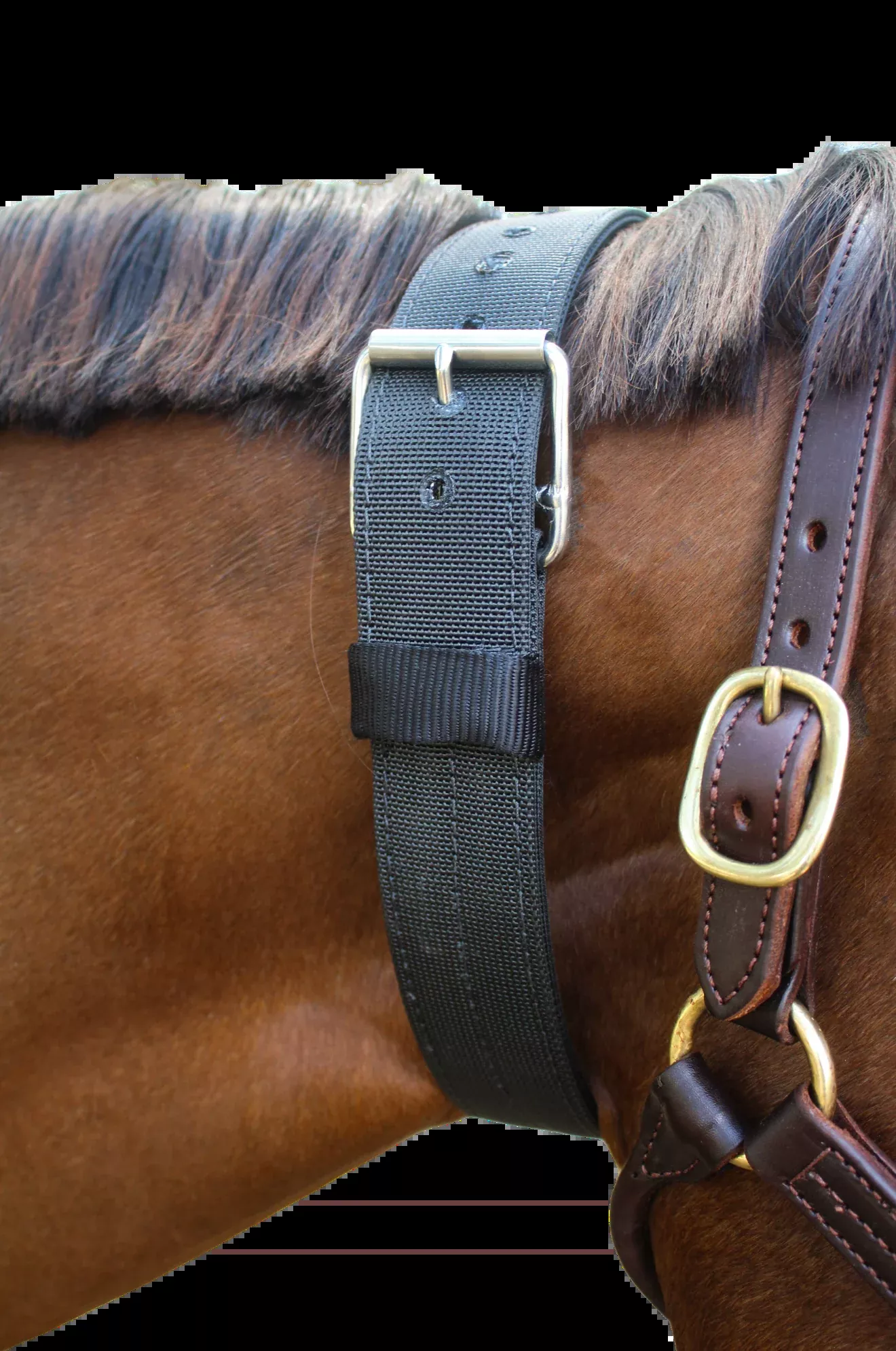 TS Nylon Cribbing Strap