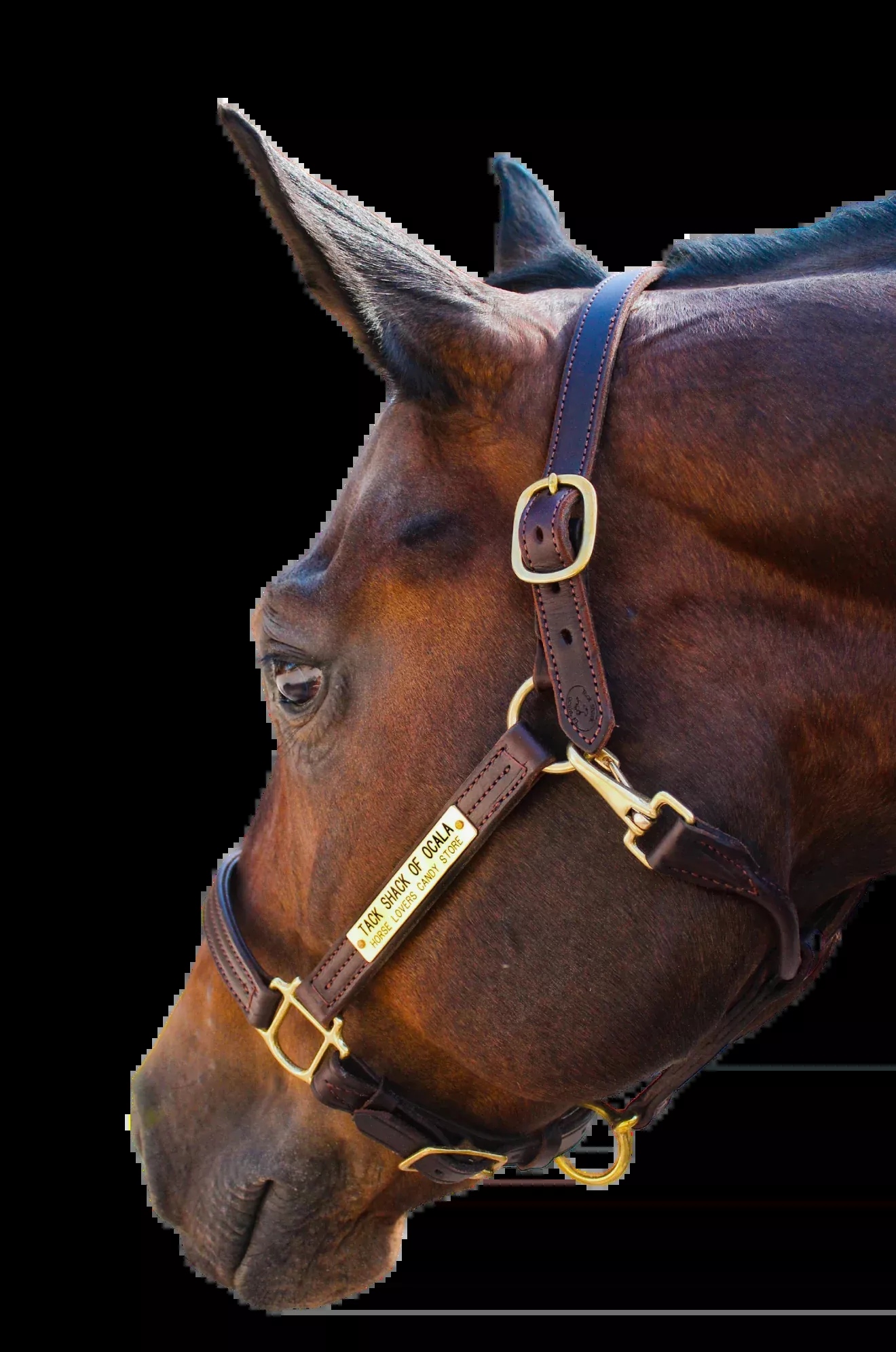 TS Sale/Show Halter Adjustable Chin With Snap
