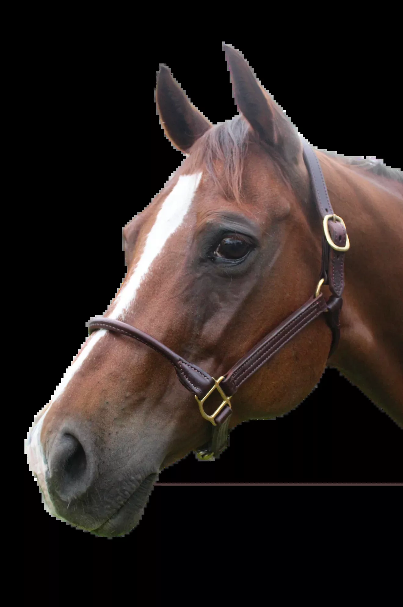 TS Sale/Show Leather Halter With Rolled Nose