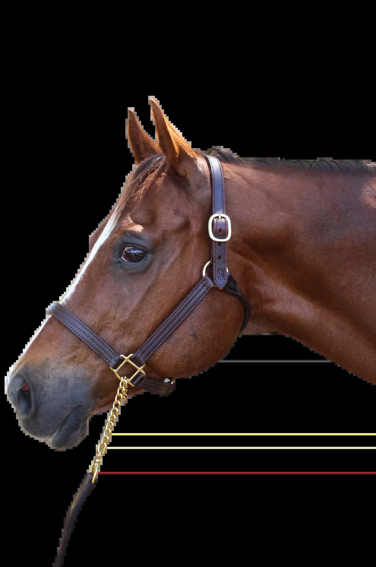 TS Sale/Show Leather Halter