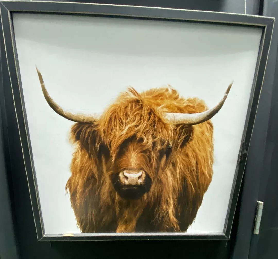 USEDHighland Cow Painting 20x20