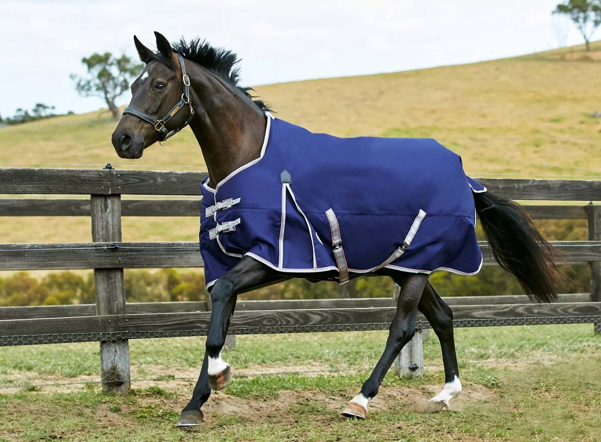 Weatherbeeta Comfitec Essential Standard Neck Medium Blanket