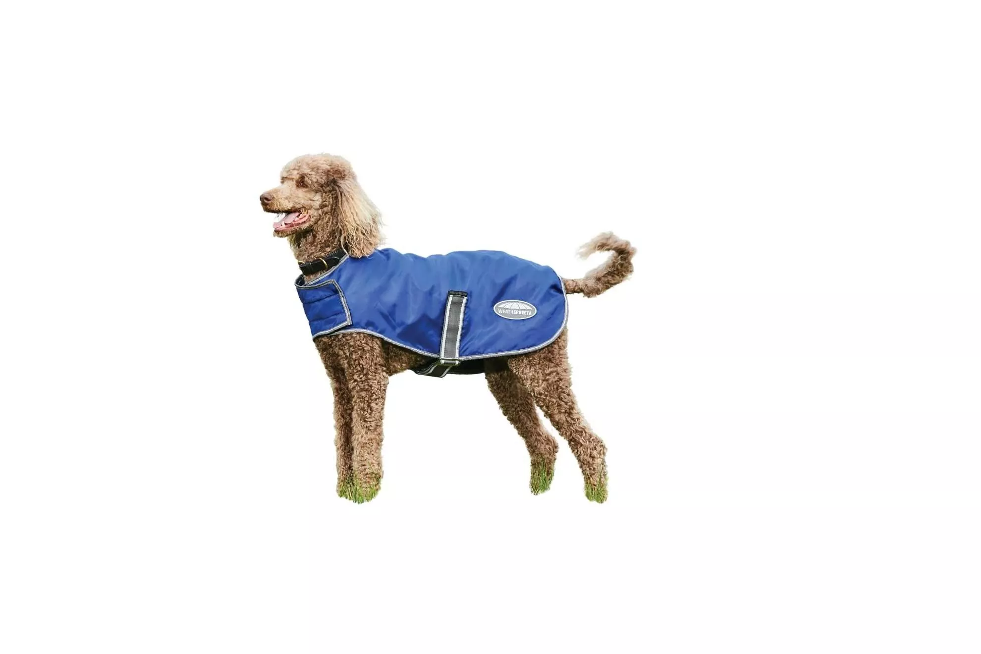Weatherbeeta Dog Comfitec Windbreaker