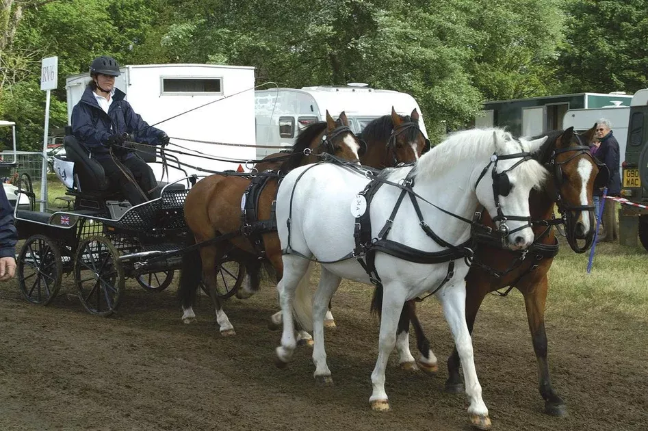 Zilco Classic Team Harness