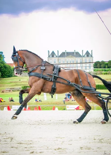 Zilco Elite Single Harness