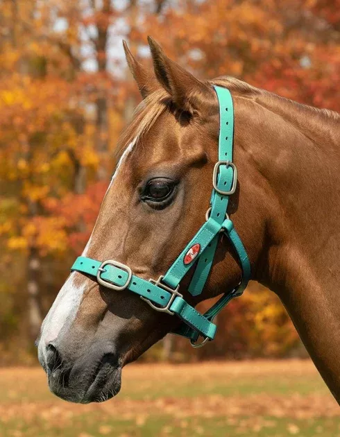 Zilco PN Headcollar 25mm Halter SPECIAL