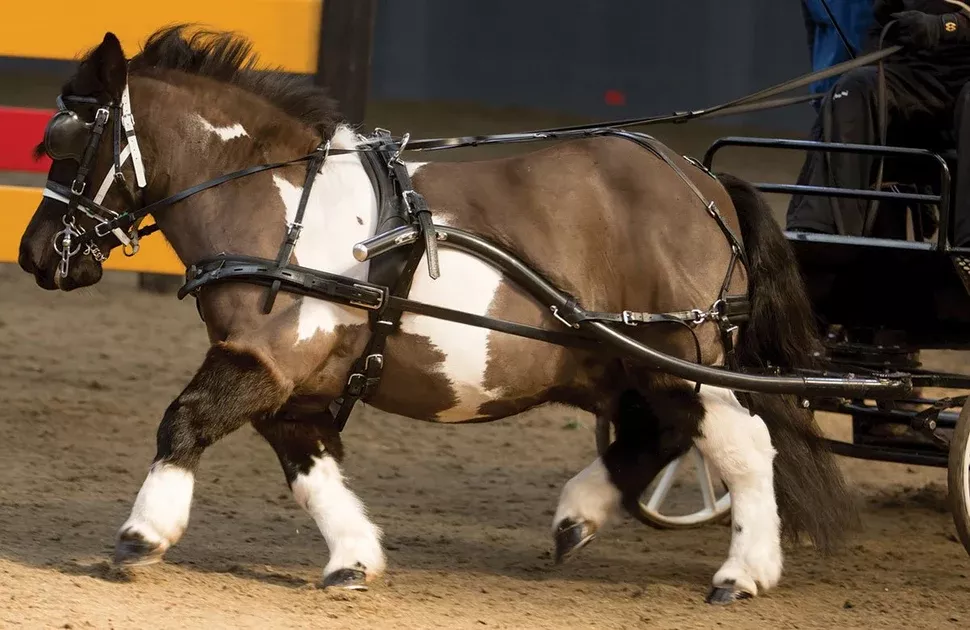 Zilco SL Harness Single Mini, Shetland and Small Pony - Sliding Backband