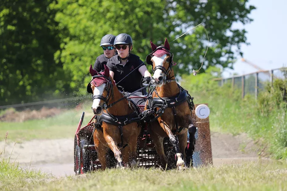 Zilco SL Shetland Pair Driving Harness With Empathy Collar