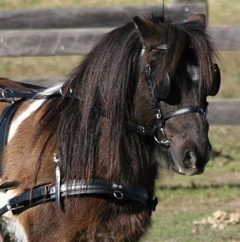Zilco SL Shetland Tandem Leader Driving Harness