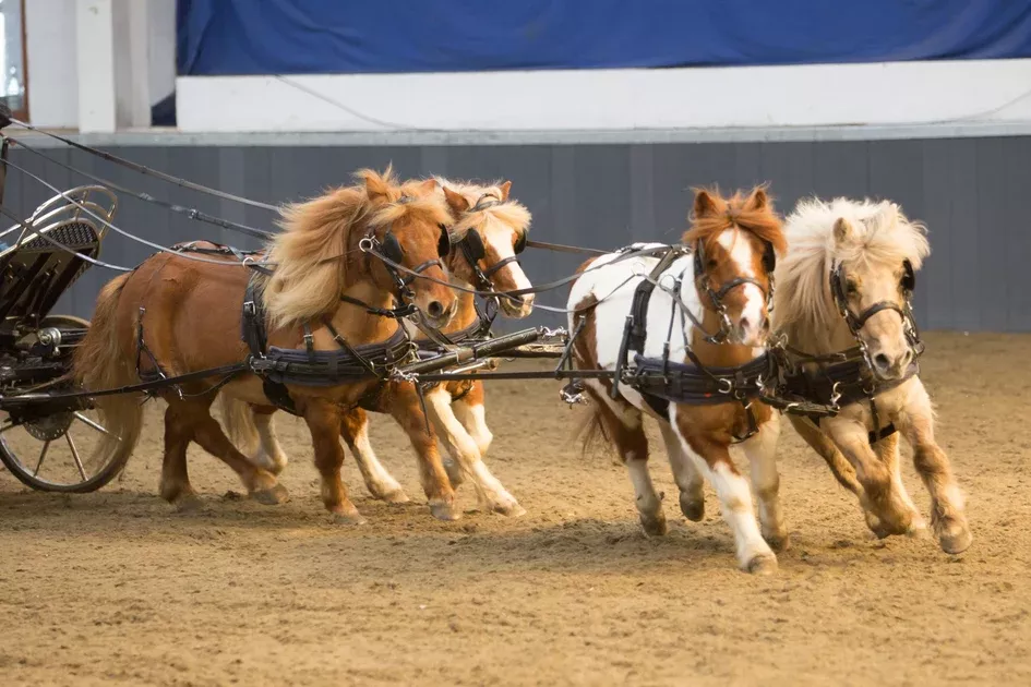 Zilco SL Team Driving Harness Mini, Shetland, Small Pony